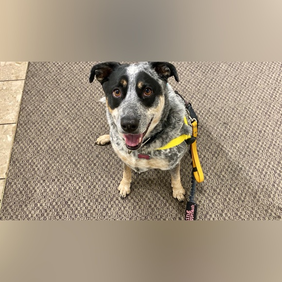 Hello. My name is Marcella. Nova is my service dog’s name. - Picture 12 of 15